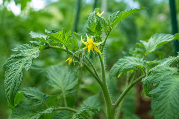 Déclencher la floraison au bon moment