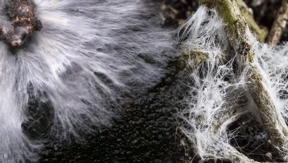 La science des mycorhizes et de la symbiose racinaire