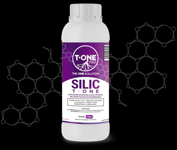Silicium